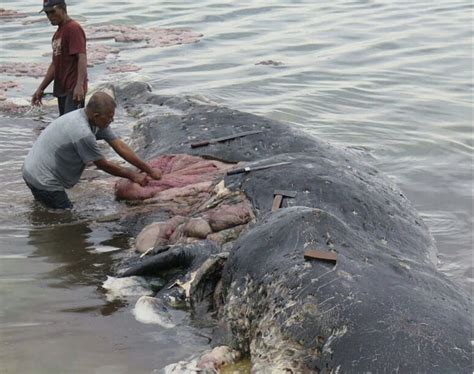 fake science news whales dieing from plastic bags fake science|Sperm whale found dead with 13 pounds of plastic in its stomach.